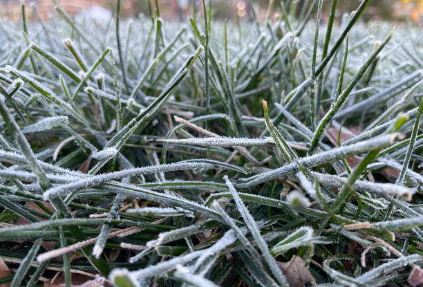 istock Frost on blades of grass 1351475299