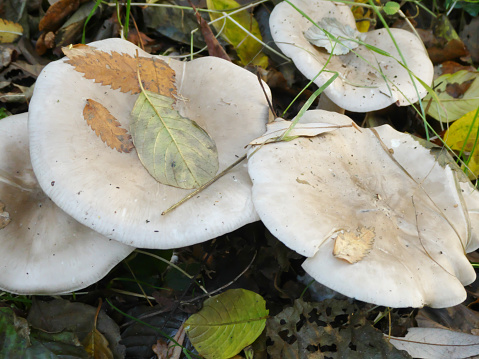 Clitocybe nebularis (Batsch. ex Fr.) Kummer, Clouded Funnel or Clouded Agaric Nebelkappe Clitocybe nebuleux Cap 5-20cm across, convex at first becoming flattened or occasionally slightly depressed in the centre, the margin remaining inrolled, cloudy grey sometimes tinged with buff, darker at the centre and often covered with a white bloom. Stem 50-100 x 15-25mm, swollen towards the base, paler than the cap, fibrous and easily broken. Flesh thick, white, becoming hollow in the stem. Smell strong and sweetish. Gills decurrent, crowded, whitish later with a yellow flush. Spore print cream. \nHabitat in deciduous or coniferous woods often in rings or troops. Season late summer to late autumn. Common. Said to be edible but known to cause gastric upsets in many people. Distribution, America and Europe (source R. Phillips).\n\nThe Species is quite common in late Autumn in the Dutch Woods and forms regularly Fairy Rings.