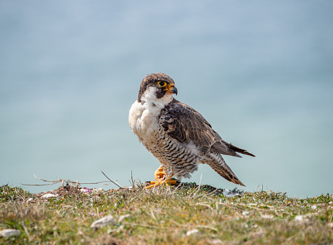 Peregrine falcon on a cliff edge, looking away from me. The cliff is part of the Seven Sisters Country Park, Cuckmere, East Sussex, UK