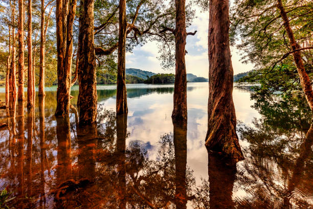Seasonally flooded Melaleuca with the reflection in Shing Mun Reservoir