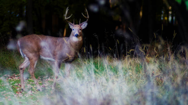 istock Deer Buck Standing in a Field 1351477222