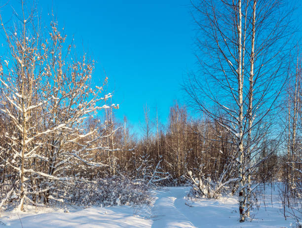 istock footpath in the forest on a sunny winter day 1351477919