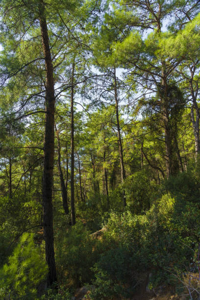 istock Pine Forest Green. Mugla Province, Turkey 1351477955