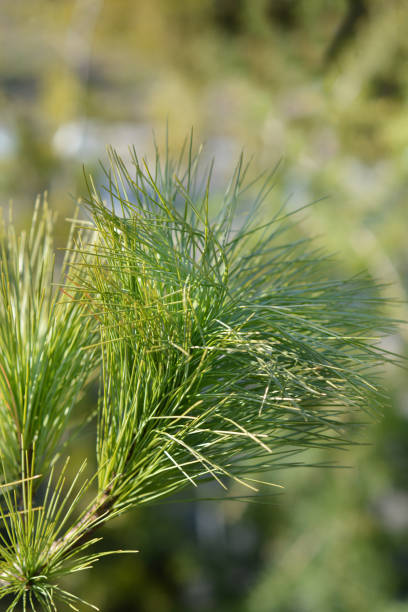 Himalayan pine Himalayan pine - Latin name - Pinus wallichiana pinus wallichiana stock pictures, royalty-free photos & images