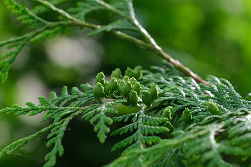 Thuja green leaves with flowers buds or young small cones