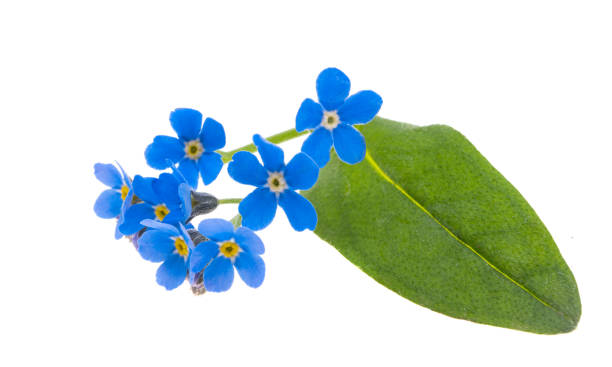 istock forget-me-not flowers isolated 1351480687