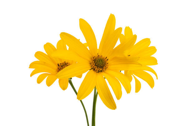 istock rudbeckia flower isolated 1351481627