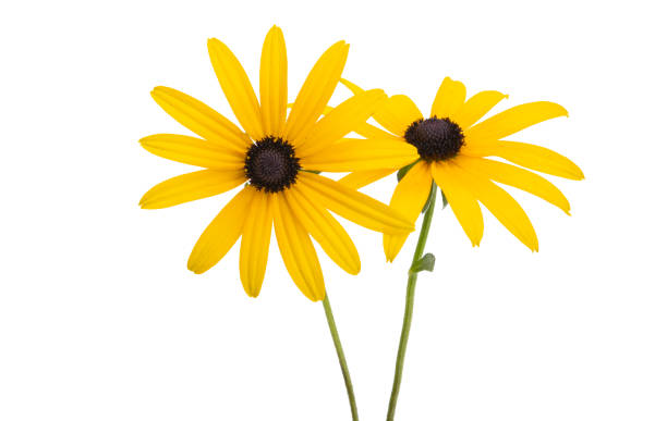 istock rudbeckia flower isolated 1351481754