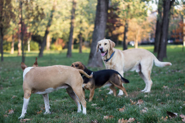 istock Different dog breeds have fun together 1351481780