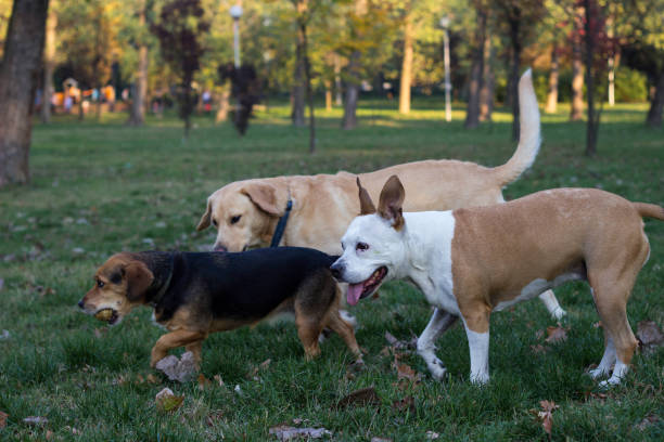 Different dog breeds have fun together