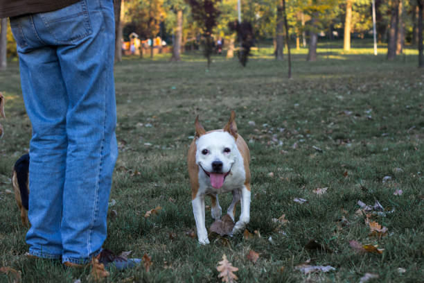 istock Dog under yellow fallen autumn leaves 1351481965