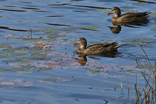 Female mallard ducks swimming amid water lilies in Mount Tom Pond in Connecticut, autumn