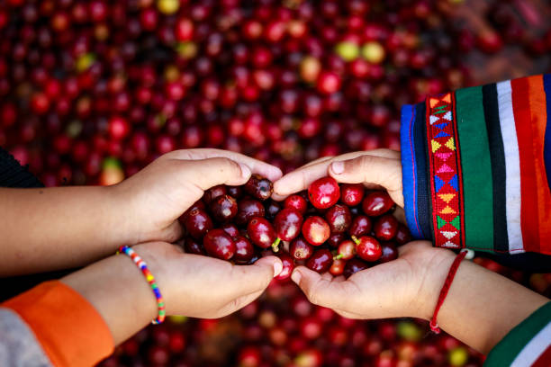신선한 빨간 생 베리 커피 콩 을 들고 손 카렌 어린 소녀. 유기농 커피 콩 수확 농부 개념 - coffee crop farmer equality coffee bean 뉴스 사진 이미지