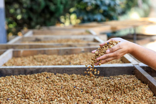 istock dry coffee beans on holding hands farmers  process 1351482841