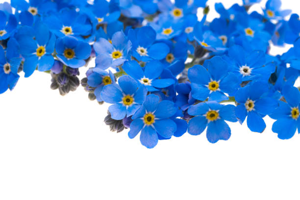 istock forget-me-not flowers isolated 1351483229