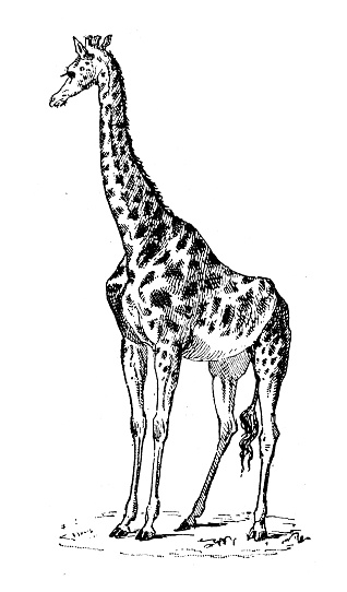 Antique illustration: Giraffe