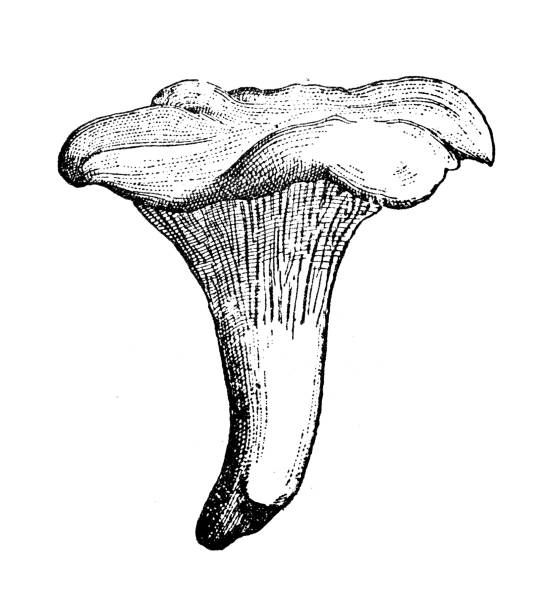 illustrations, cliparts, dessins animés et icônes de illustration antique : champignon chanterelle - chanterelle