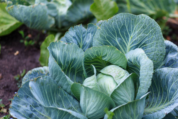istock A large head of cabbage in the garden bed 1351484576