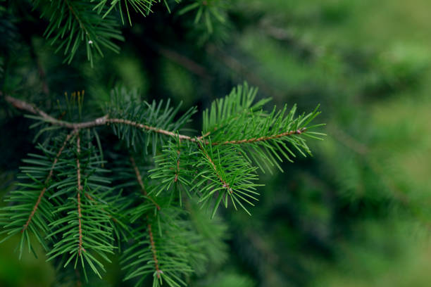 istock Wide green spruce branches in spring with young shoots and cones that have just appeared 1351485094