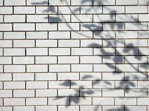 Shadow background of natural tree leaf branch falling on white brick wall texture for background and wallpaper