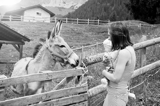 Mom with her daughter having fun at farm ranch and meeting a donkey - Pet therapy concept in countryside with donkey in the educational farm - Pet therapy concept with children - Black and white