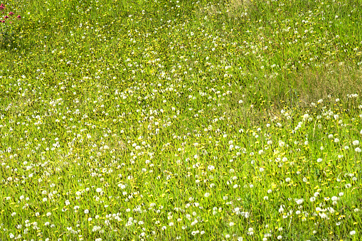 Long grass and dandelions flowers and seed balls growing naturally in an uncultivated meadow.