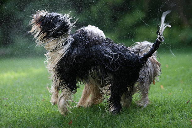 istock Two dogs playing with water...shruging 135148776