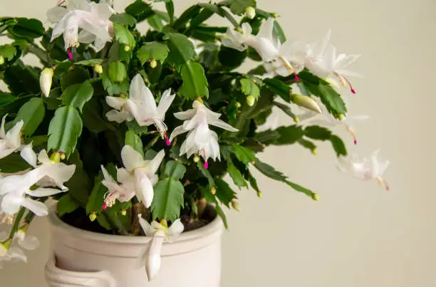 Flowering Christmas cactus. Schlumbergera truncata houseplant. Closeup