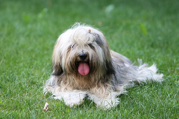 Young Tibetan Terrier resting in grass