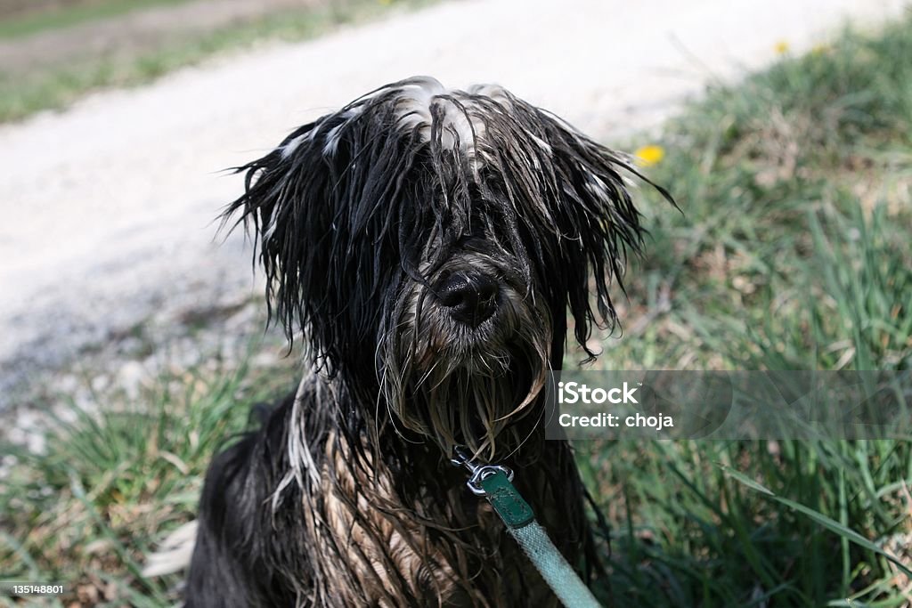 Dirty Tibetterrier nach walk-in - Lizenzfrei Hund Stock-Foto
