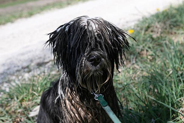 My Tibetan Terrier after a walk.