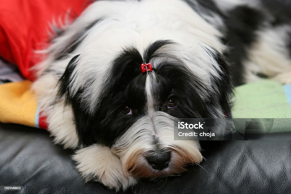 Primo piano della cuteTibetan terrier - Foto stock royalty-free di Accovacciarsi