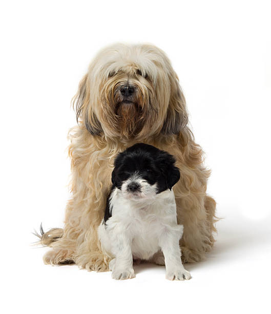 istock Beautiful Tibetan Terrier bitch with her puppy 135148845