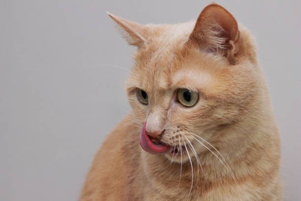 istock The red cat licks her lips. Cat's tongue close-up. 1351489733