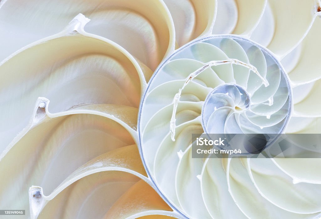 nautilus-shell - Lizenzfrei Fibonacci-Folge Stock-Foto