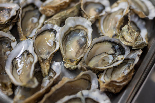 istock raw sea oysters food covered in shells 1351491761