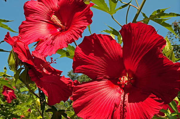 ナズィアーボルチモアハイビスカス - stem pollen hibiscus beauty in nature ストックフォトと画像