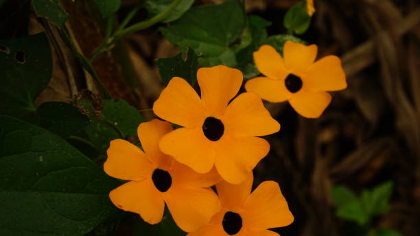 istock black eyed susan 1351493998