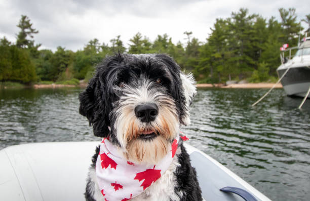 hund mit rot-weißem bandana - canada day fotos stock-fotos und bilder