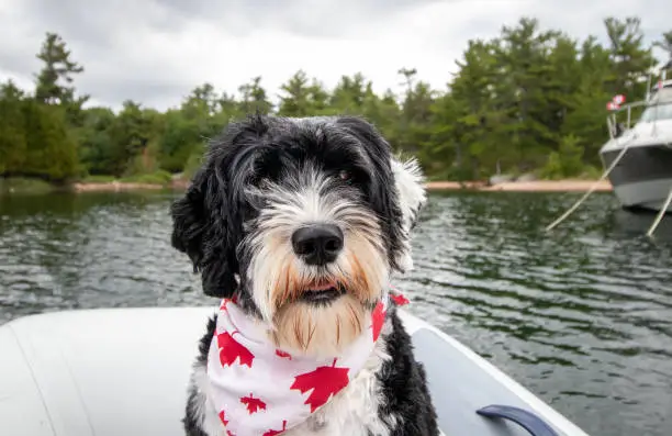 Portuguese Water Dog in a dingy on the water on Canada Day