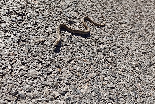 Small snake escape on the Asphalt At Istanbul turkey