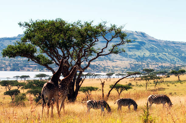 African Scene stock photo