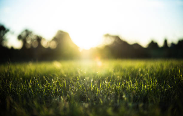 Grass green forest on spring sunset light background. stock photo