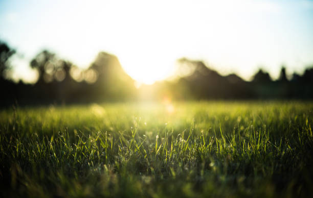Grass green forest on spring sunset light background. Grass green forest on spring sunset light background. lawn stock pictures, royalty-free photos & images