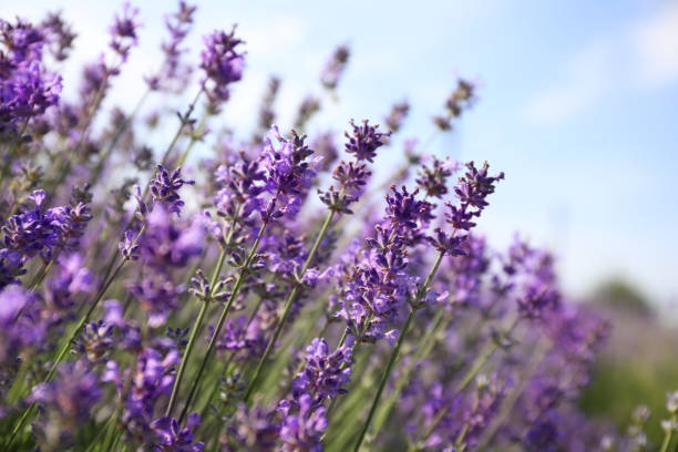 istock Beautiful blooming lavender field on summer day, closeup 1351498237