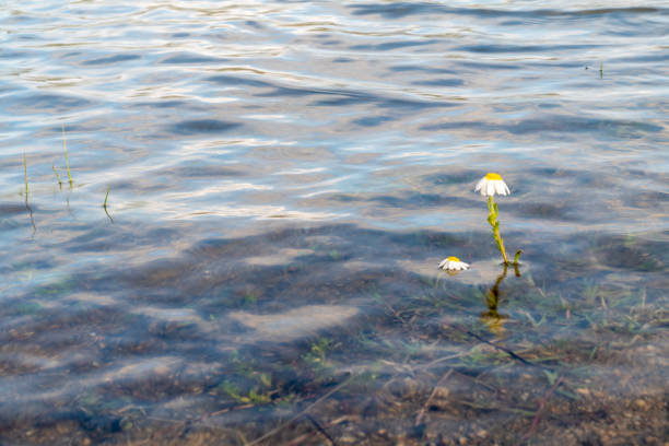Some daisies surviving in the meadow flooded by the rains