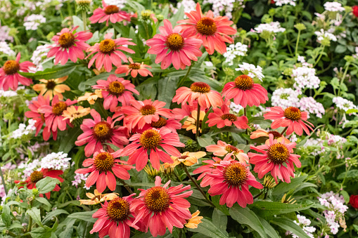 Closeup, Yellow Cone Flowers in a garden with red and green blurred background