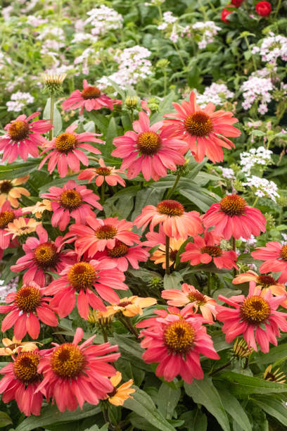 istock Echinacea 'Vintage Red' in London, England 1351498441