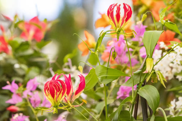 'flame lily' gloriosa rothschildiana a londra, inghilterra - flower shop flower flower market store foto e immagini stock