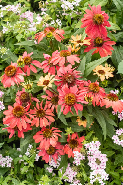 istock Echinacea 'Vintage Red' in London, England 1351499057
